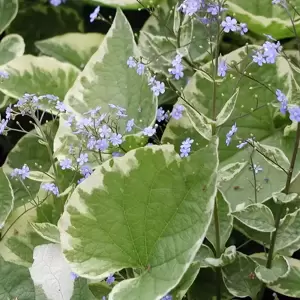 Brunnera 'Hadspen Cream'
