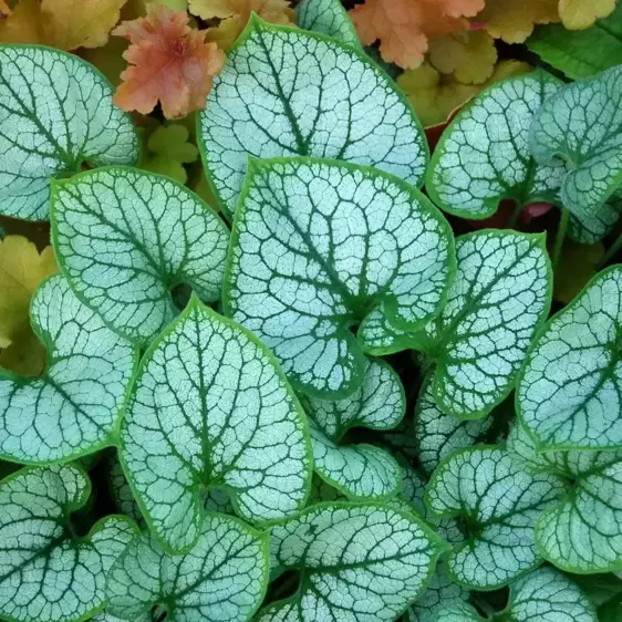 Brunnera 'Jack Frost' © TERRA NOVA® Nurseries, Inc.