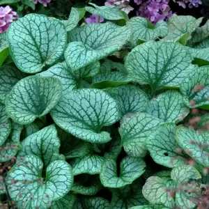 Brunnera 'Jack Frost' © TERRA NOVA® Nurseries, Inc.