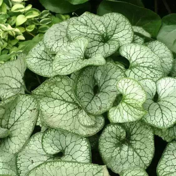 Brunnera 'Jack Frost' © TERRA NOVA® Nurseries, Inc.