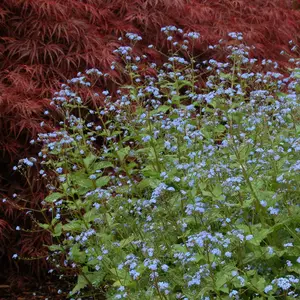 Brunnera 'Jack Frost' © TERRA NOVA® Nurseries, Inc.