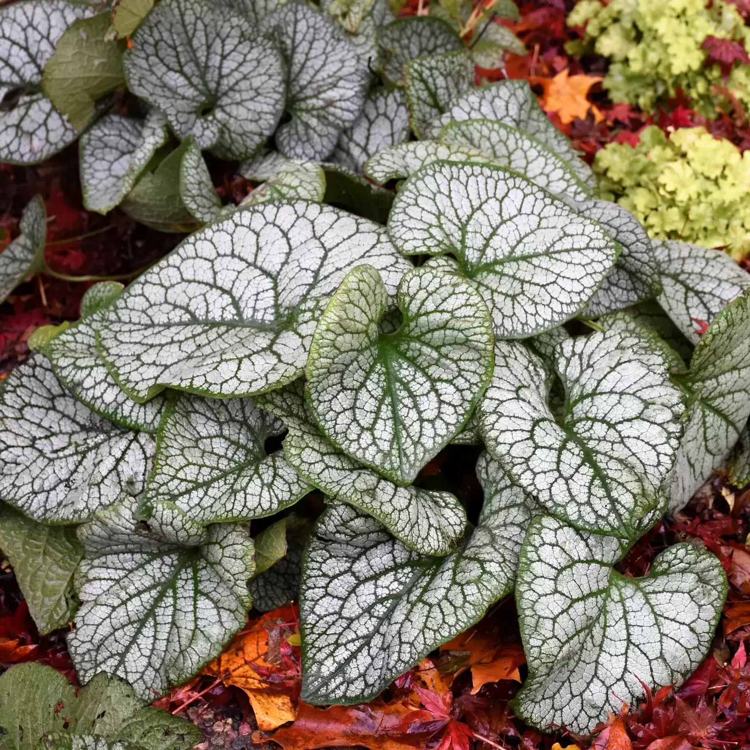 Brunnera 'Jack of Diamonds' 3L - Cowell's Garden Centre | Woolsington