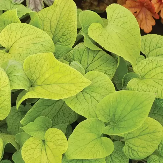 Picture Credit - TERRA NOVA® Nurseries, Inc. www.terranovanurseries.com
