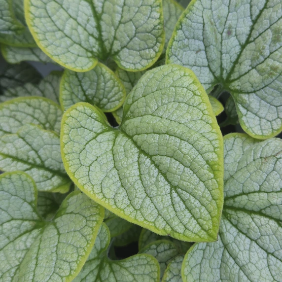 Brunnera 'Little Heart' - image 1