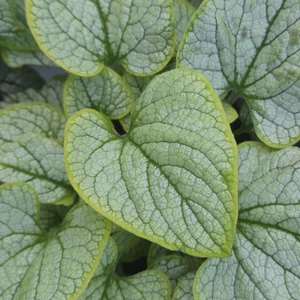 Brunnera 'Little Heart' - image 1