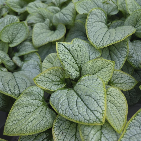 Brunnera 'Little Heart' - image 2