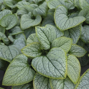 Brunnera 'Little Heart' - image 2