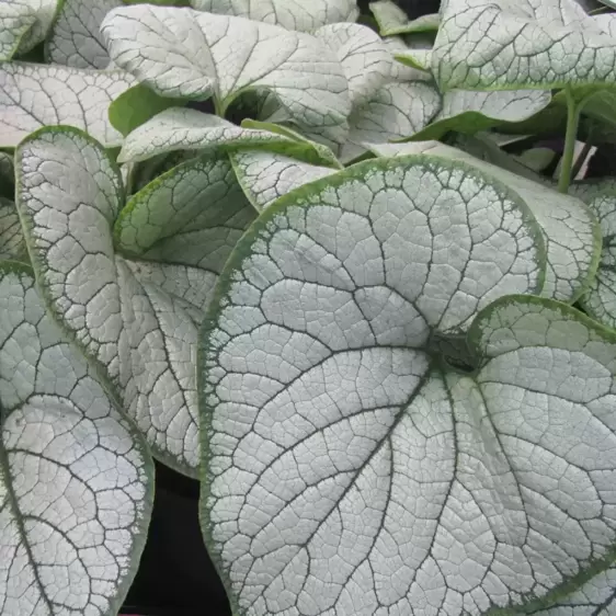 Brunnera 'Silver Heart' 1L - image 1