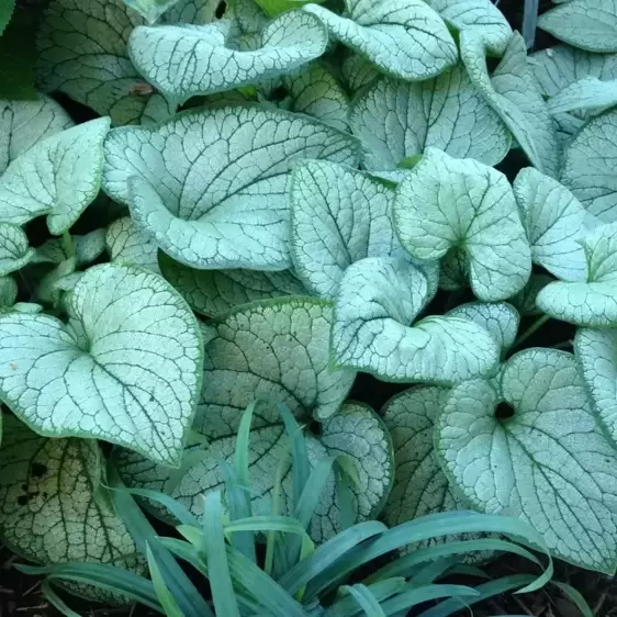 Brunnera 'Silver Heart' 1L - image 2