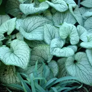 Brunnera 'Silver Heart' 3L - image 2