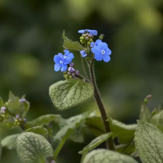 Brunnera 'Sterling Silver' - image 3