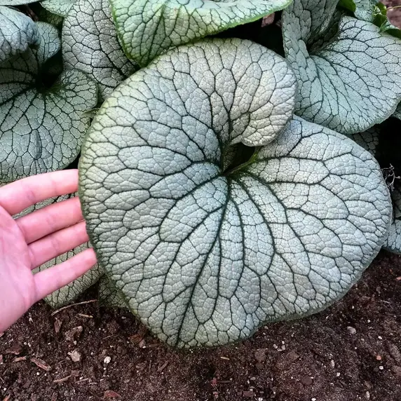 Brunnera 'Sterling Silver' - image 2