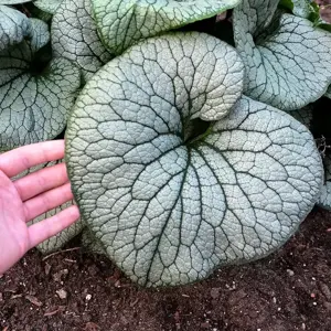 Brunnera 'Sterling Silver' - image 2