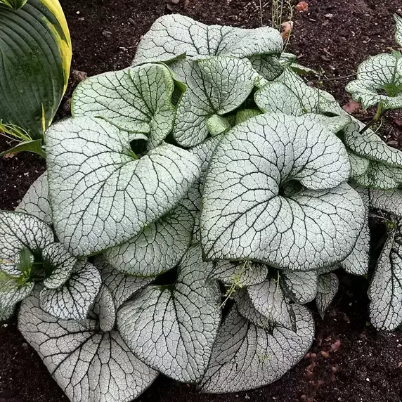 Brunnera 'Sterling Silver' - image 1