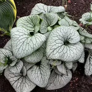 Brunnera 'Sterling Silver' - image 1