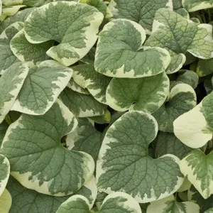 Picture Credit - Walters Gardens, Inc