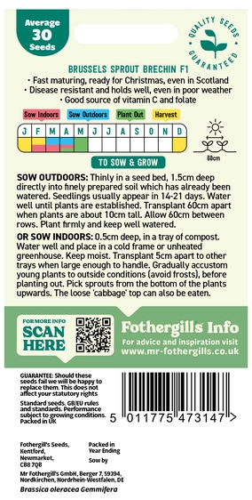 Brussels Sprout Brechin F1 - image 2