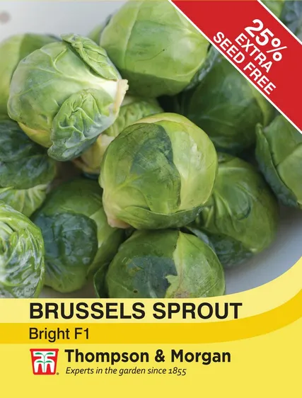 Brussels Sprout Bright F1 - image 1