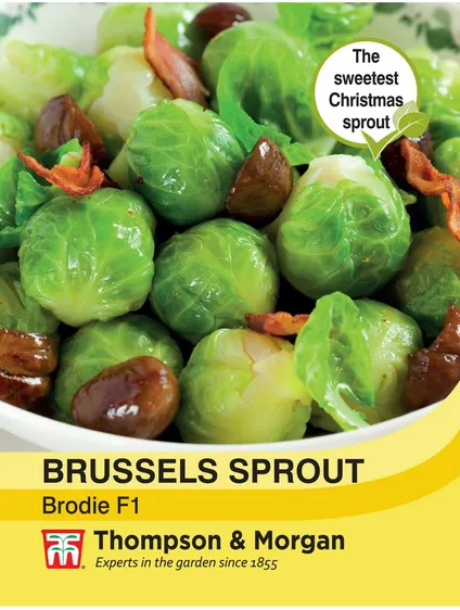Brussels Sprout Brodie F1 - image 1