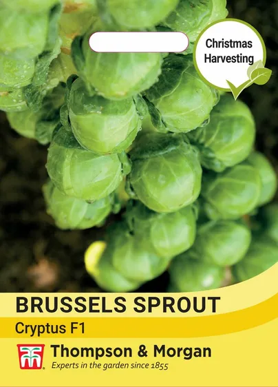 Brussels Sprout Cryptus F1 - image 1