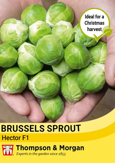Brussels Sprout Hector F1 Seeds - image 1
