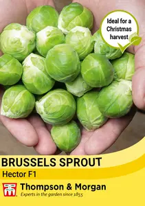 Brussels Sprout Hector F1 Seeds - image 1