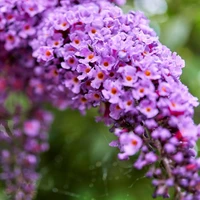 Buddleja