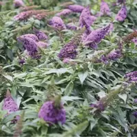 Buddleja
