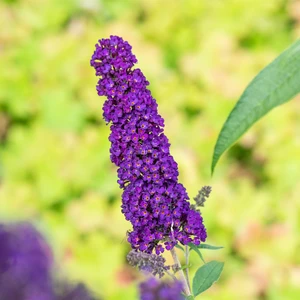 Buddleja 'Black Knight'