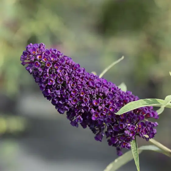 Buddleja davidii 'Black Knight' 3L - image 2