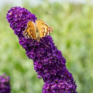 Buddleja davidii 'Black Knight' 3L - image 2