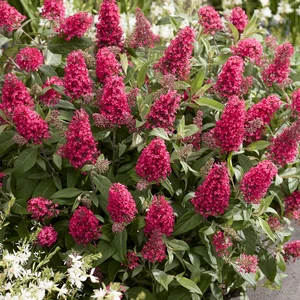 Picture Credit - Plantipp BV