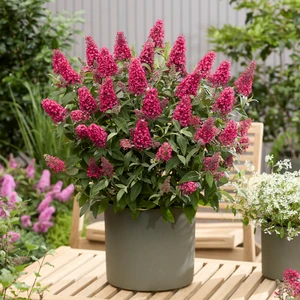 Picture Credit - Plantipp BV