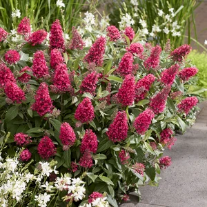 Picture Credit - Plantipp BV