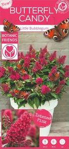 Buddleja davidii Butterfly Candy 'Little Bubblegum' 3L - image 6