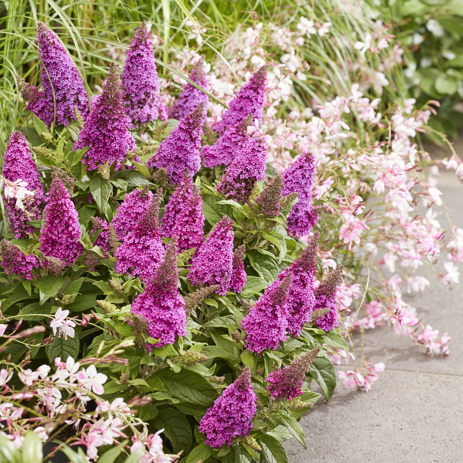 buddleja-butterfly-candy-
