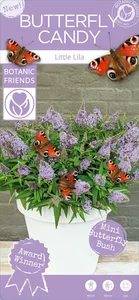 Buddleja davidii Butterfly Candy 'Little Lila' 3L - image 6