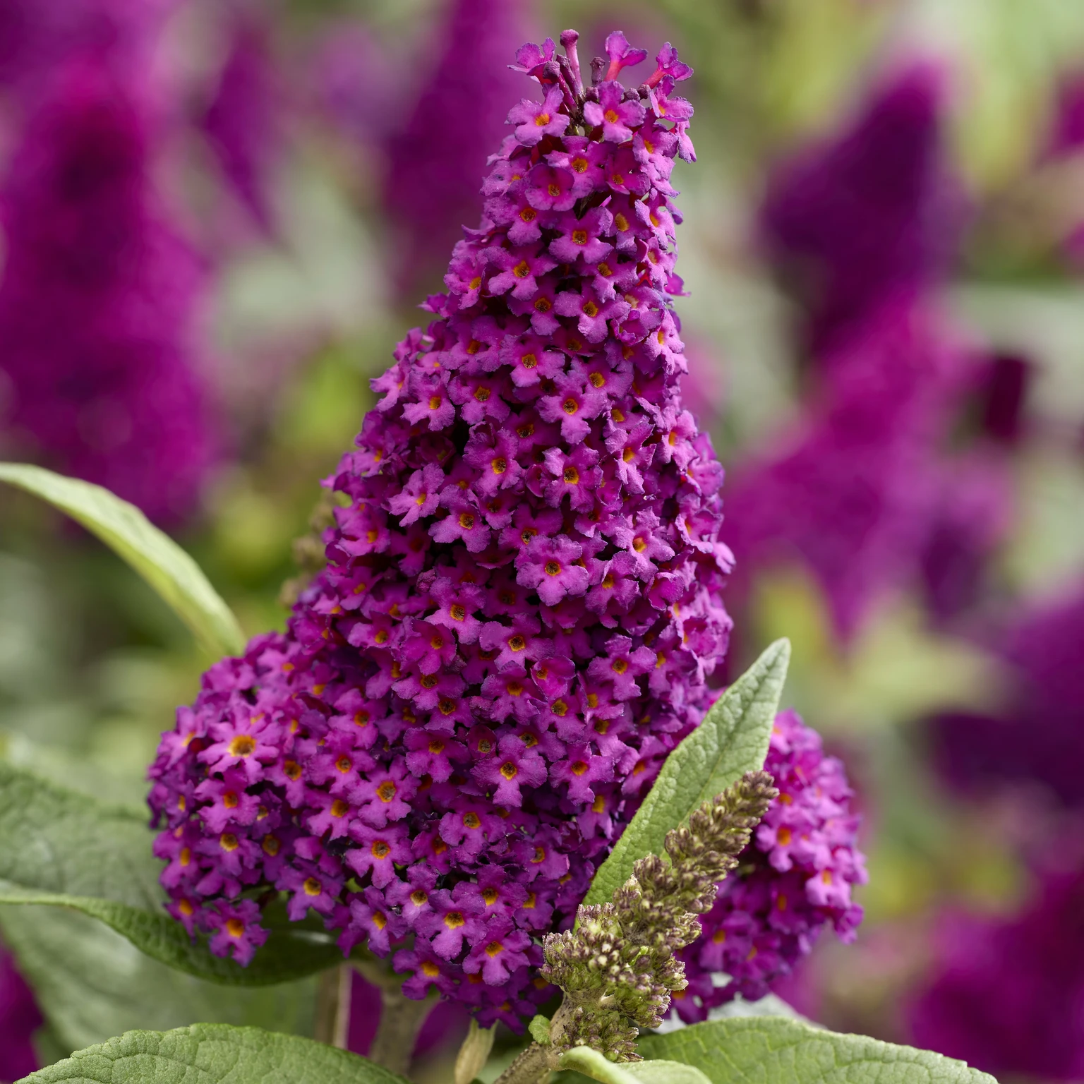 Buddleja davidii Butterfly Candy 'Little Magenta' - Cowell's