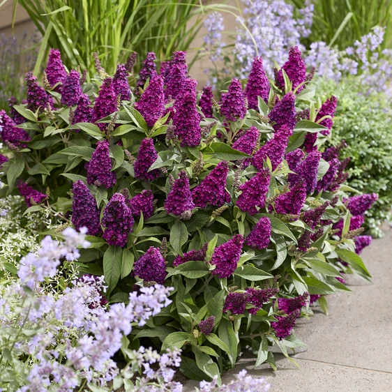 Picture Credit - Plantipp BV