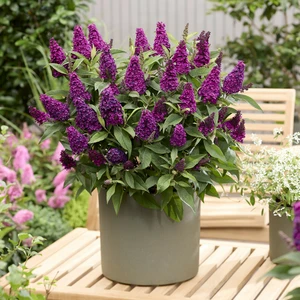 Picture Credit - Plantipp BV