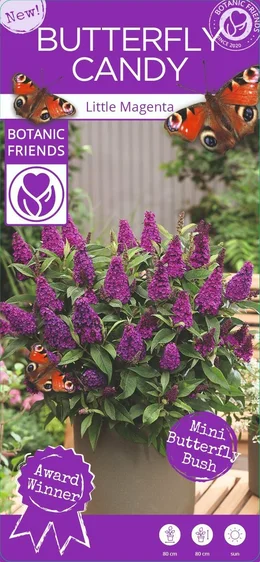 Buddleja davidii Butterfly Candy 'Little Magenta' - image 6