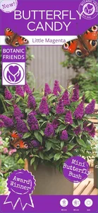 Buddleja davidii Butterfly Candy 'Little Magenta' - image 6