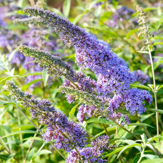 Picture Credit -  Bransford Webbs