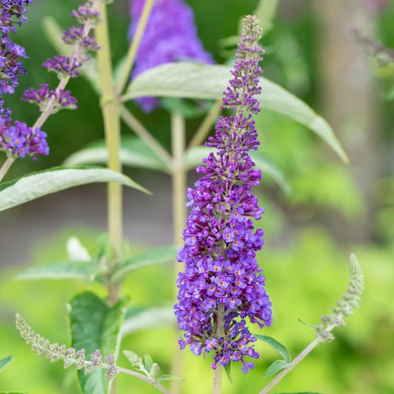 Buddleja davidii 'Empire Blue' - image 3