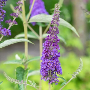 Buddleja davidii 'Empire Blue' - image 3