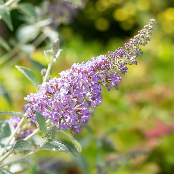 Buddleja davidii 'Lochinch' 3L - image 1