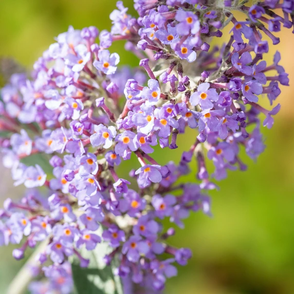 Buddleja davidii 'Lochinch' 3L - image 2