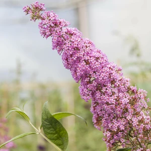 Buddleja davidii 'Pink Delight' 3L