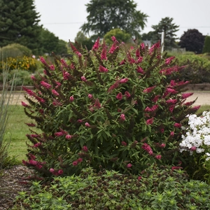 Picture -  Walter's Gardens Inc.