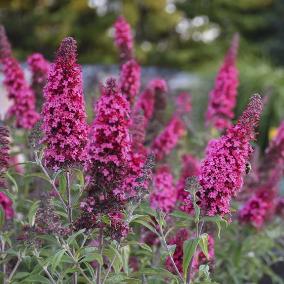 Picture -  Walter's Gardens Inc.